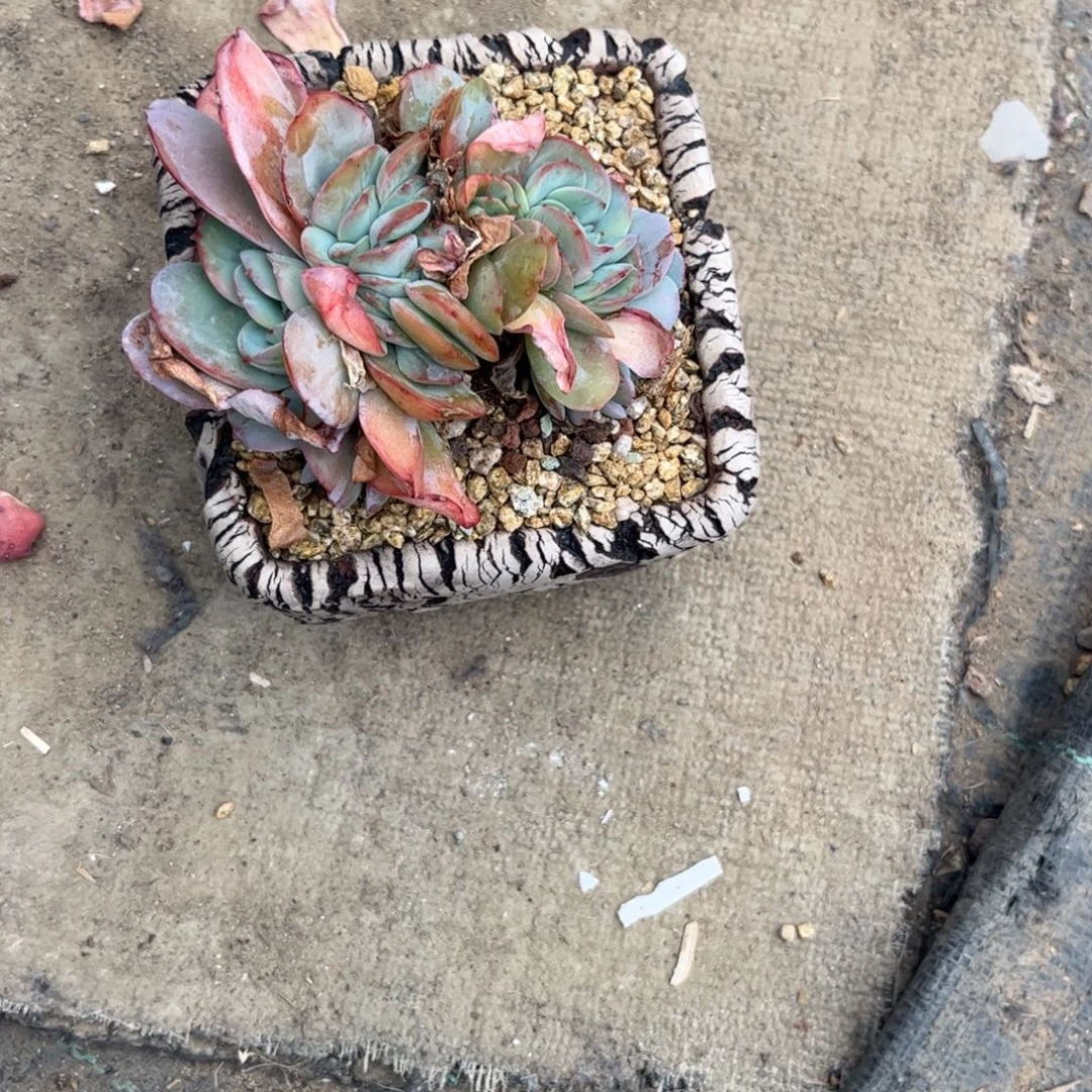 马***敏当前无花朵，栽培后可花朵