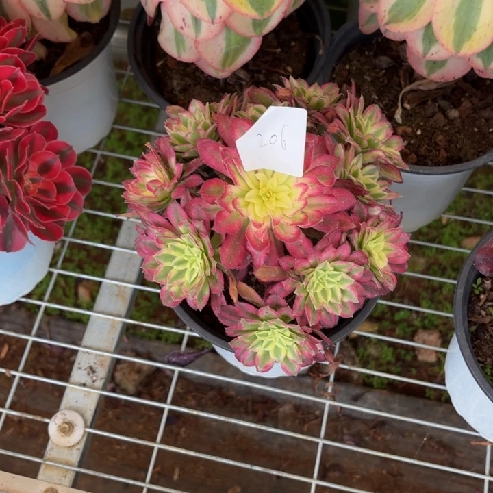 云南绿体好看206号