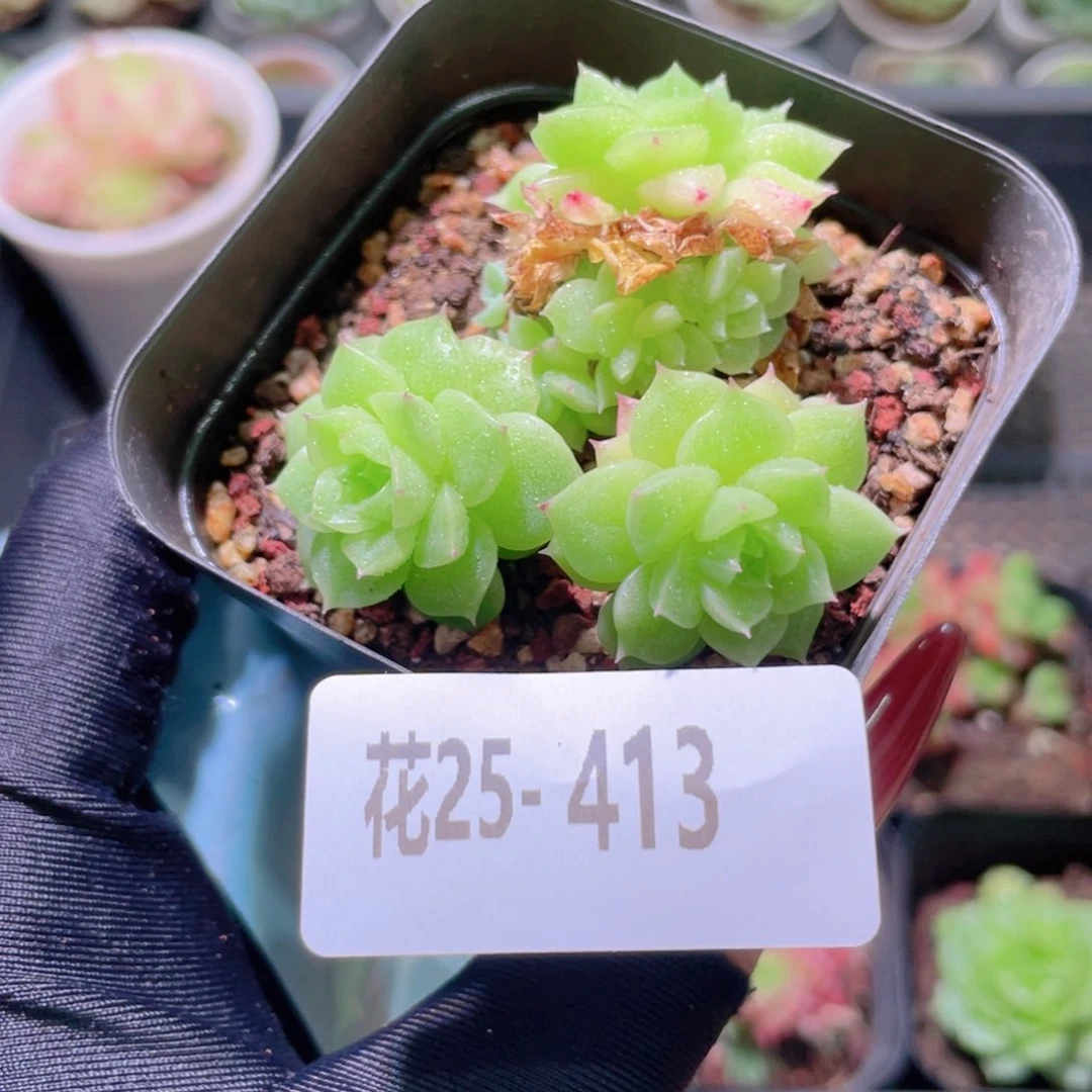 花利美25-413麦秆