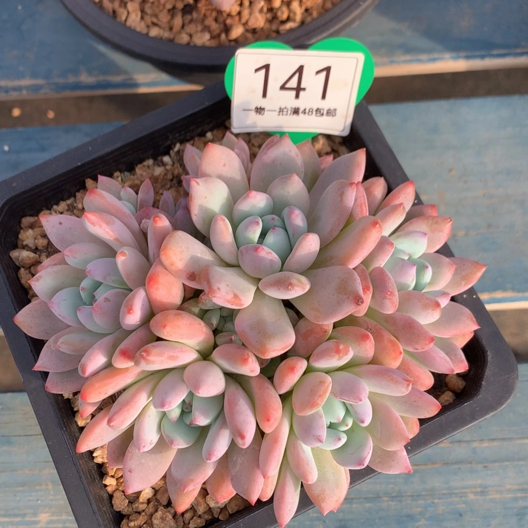 望舒老桩无砍平头141