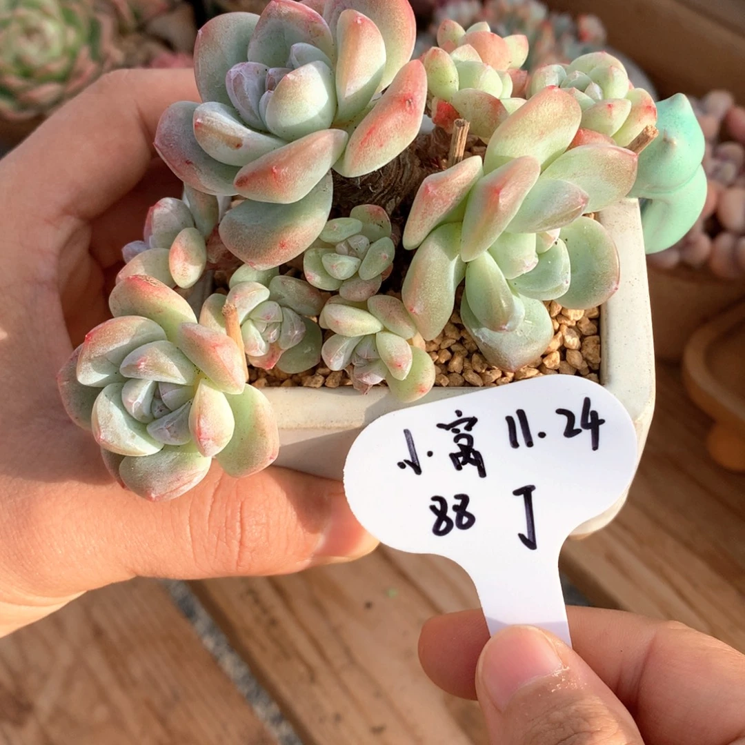 住***妞冰玉自然群一物一拍