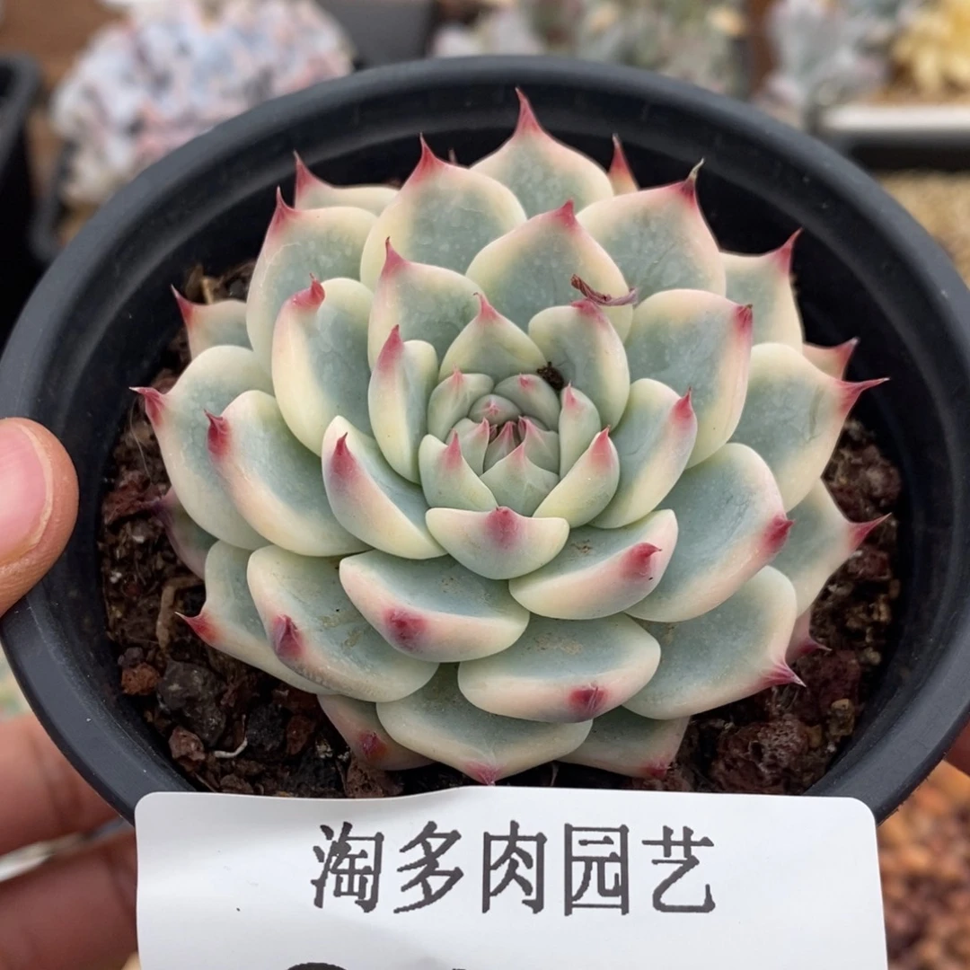 吉娃娃锦0161 （寄养代出）