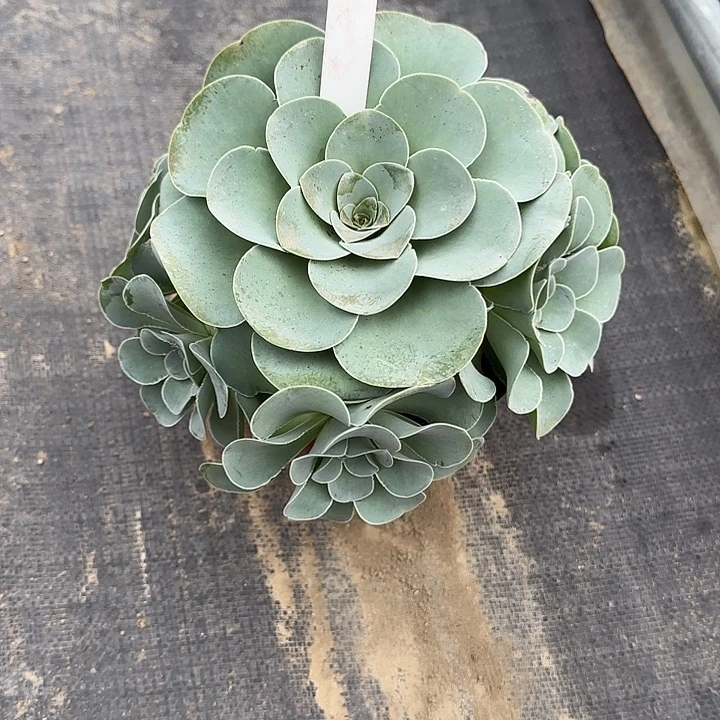 山地玫瑰一物一拍脱土发，19号，不包断侧芽