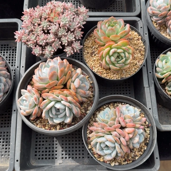 暮***雨一物一拍的套餐组合的