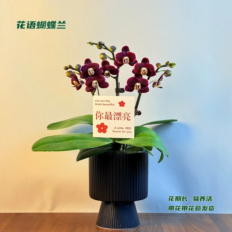 蝴蝶兰【巧克力】 带花带花苞发货 室内客厅阳台花卉 好养易活