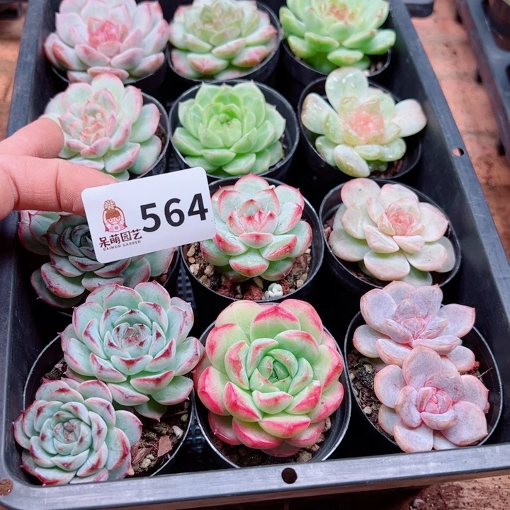 泡***x多肉植物多肉植物