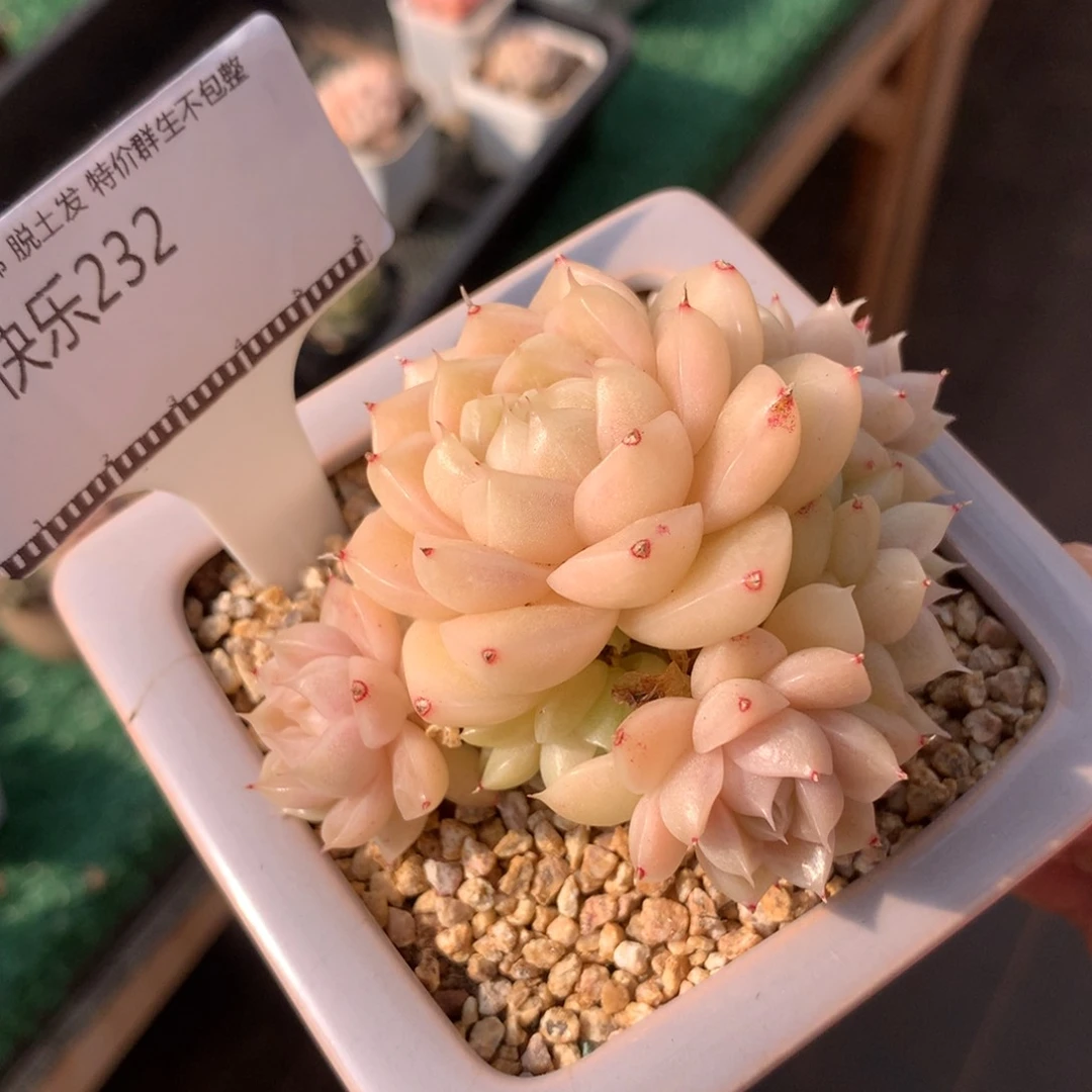 麦秆自然群精品多肉