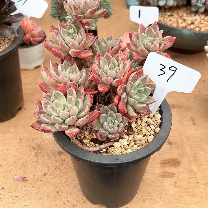 多肉植物，璀璨39