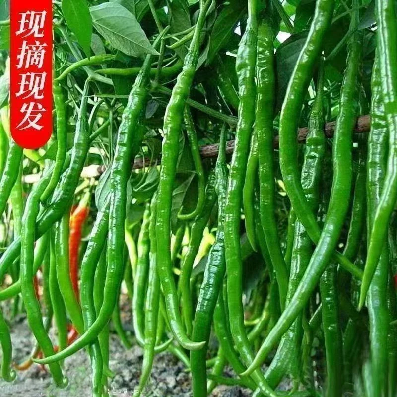 贵州二荆条青辣椒农家种植青线椒新鲜现摘现发二荆条线椒