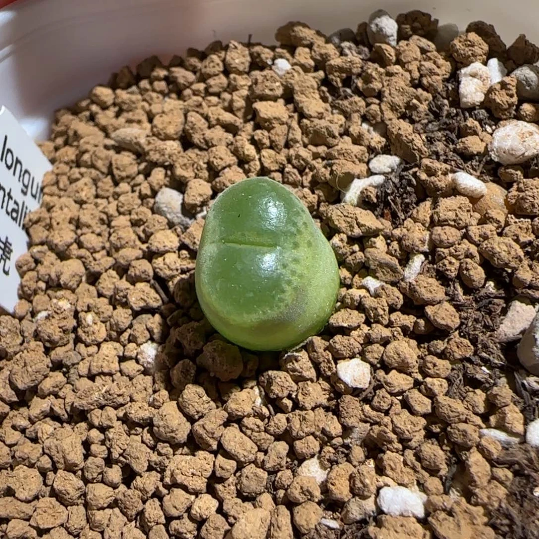 肉锥多肉植物组合-胖虎830