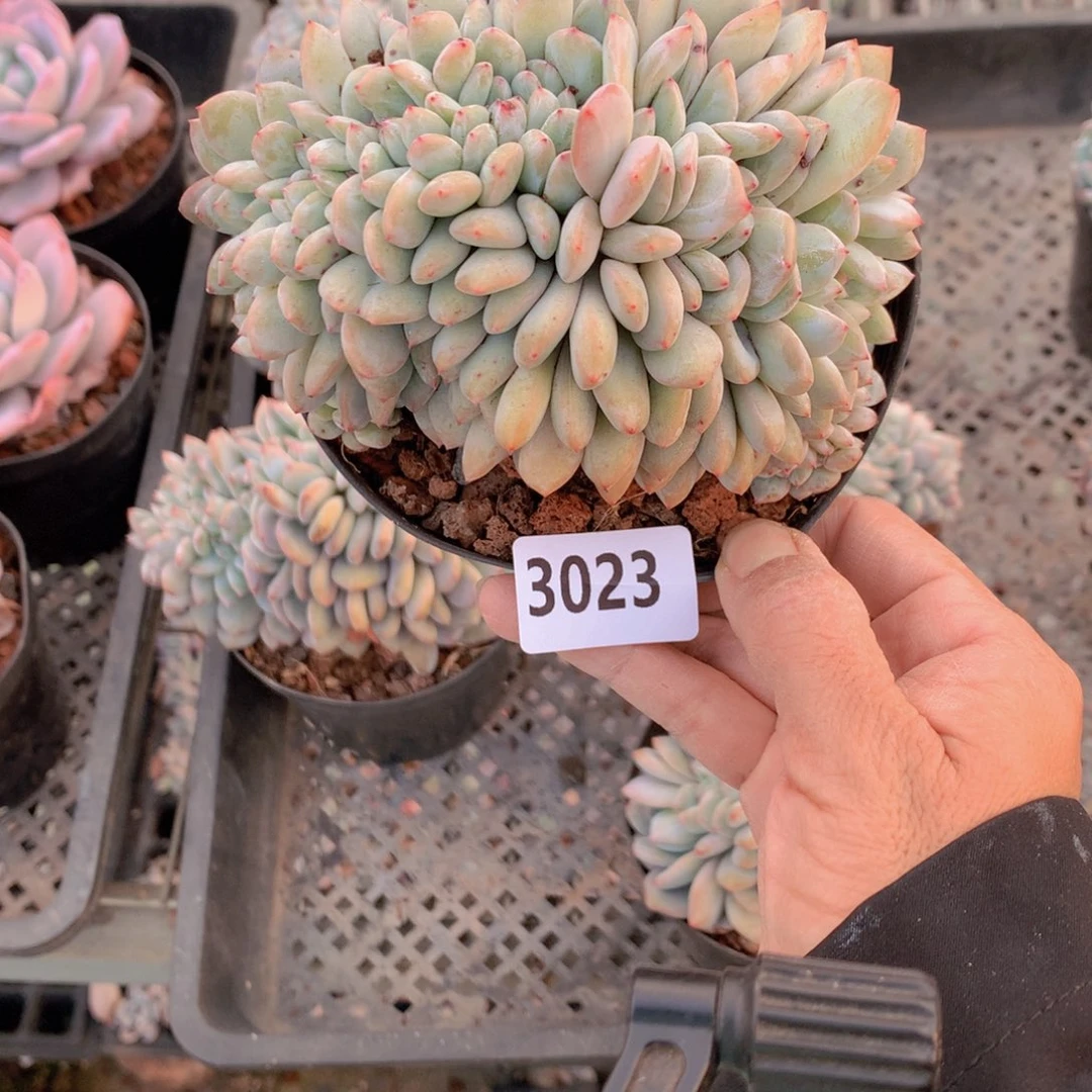 蛋**^3023缀满钻的一款时尚潮流