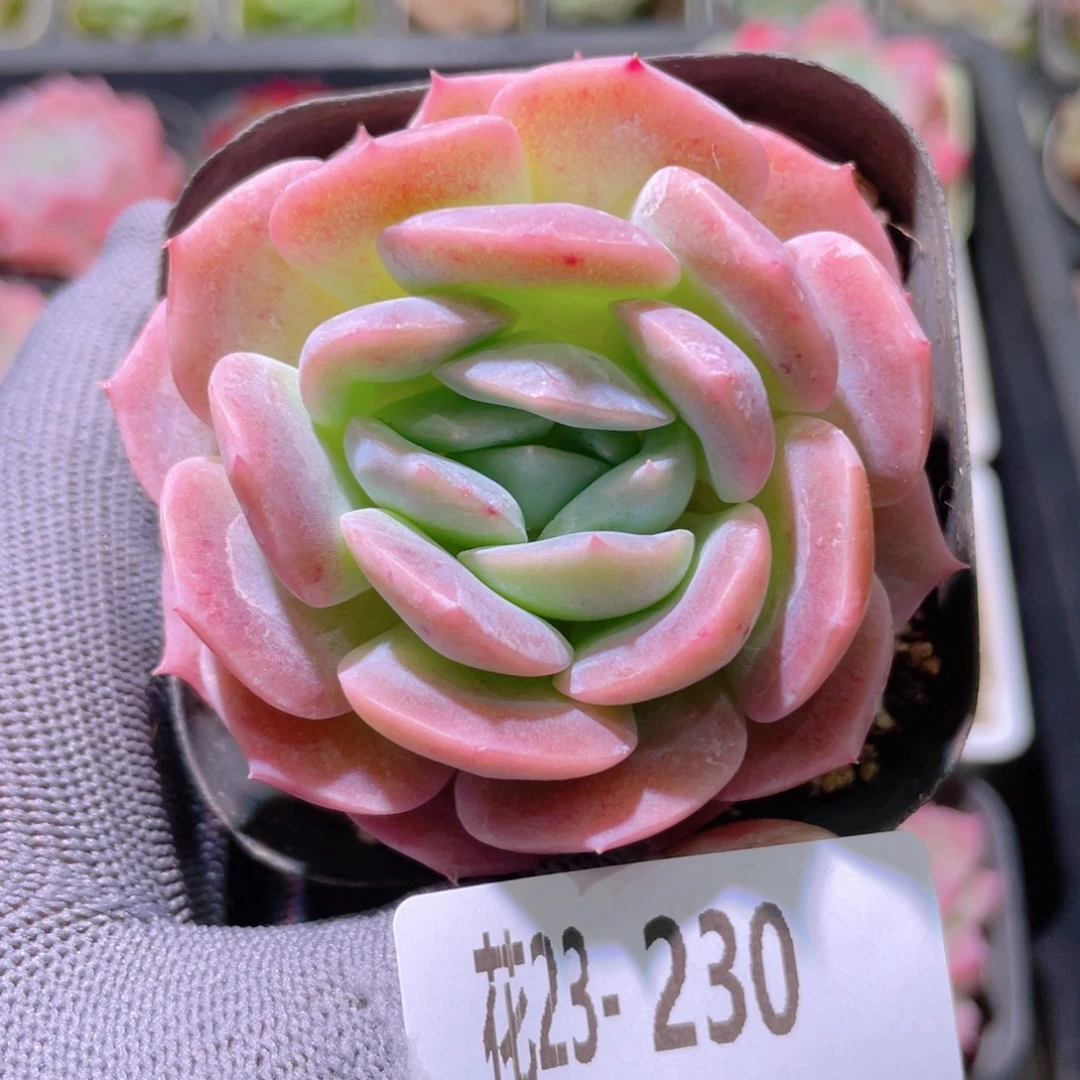 花利美23-230新品