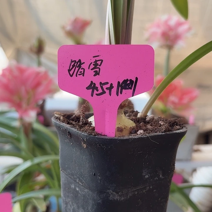 无花朵踏雪朱顶红直径4.5