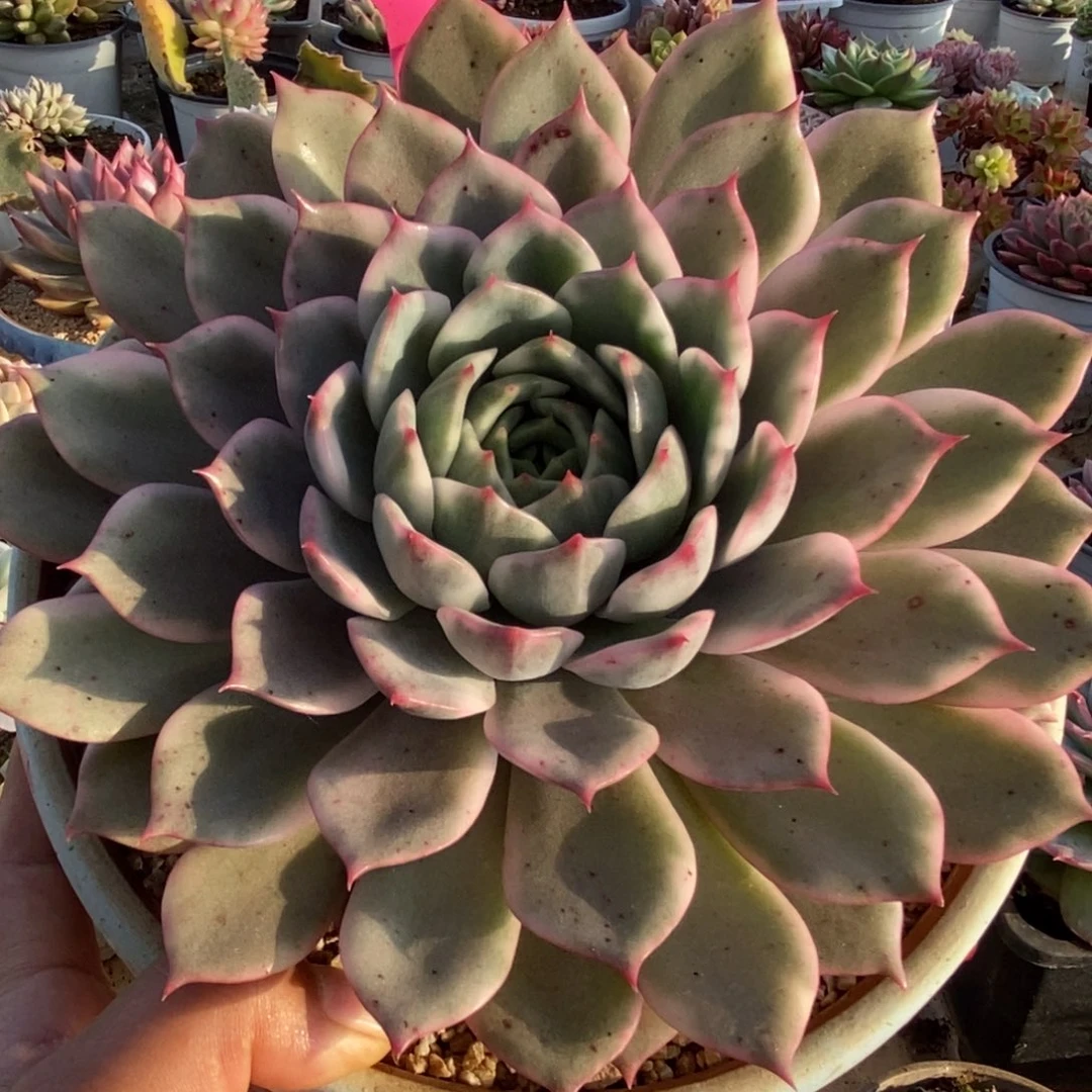 321平安夜锦锦锦锦锦