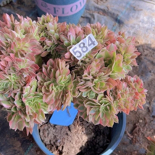 幸***）多肉植物一个有伤女神追