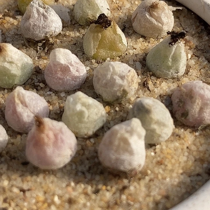 哈默灯泡一颗   0.7厘米