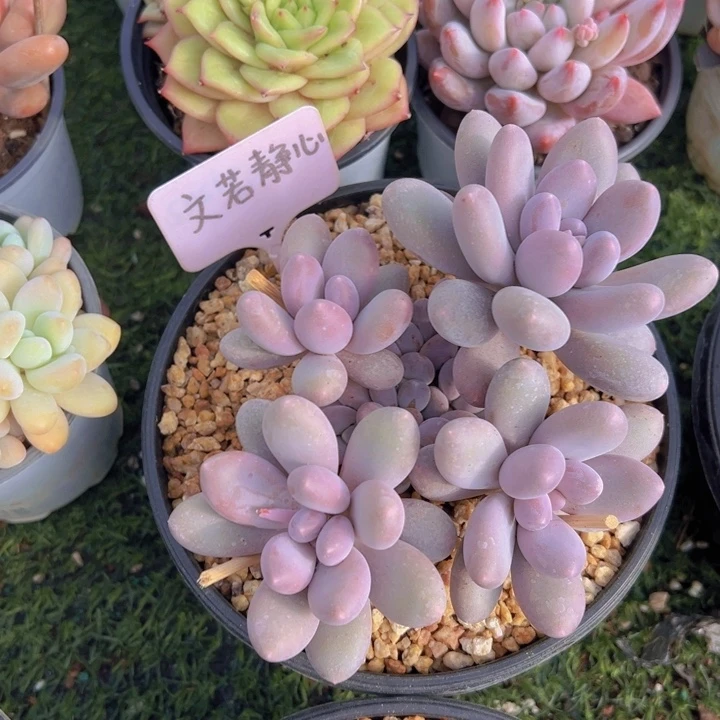 ，健健康康平平安安