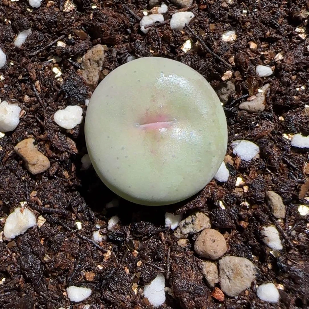 用***我肉锥多肉植物组合-805