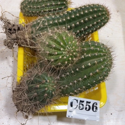 瑕疵的毛花柱c 556