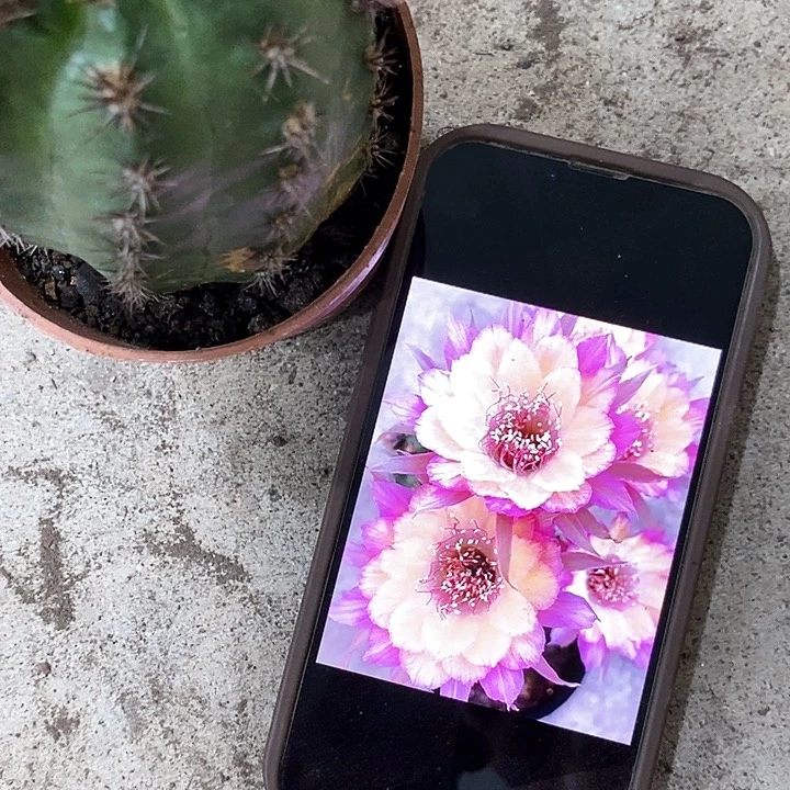 极光丽花，2578993578