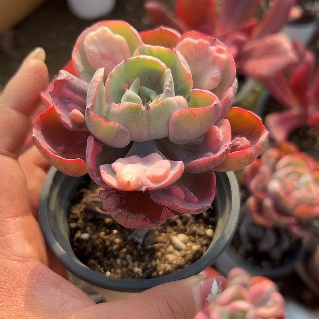 多肉植物雨滴锦单头