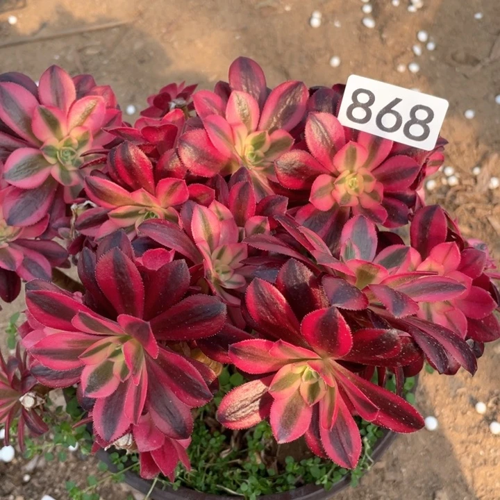 菩*?868多肉植物美杜莎有砍