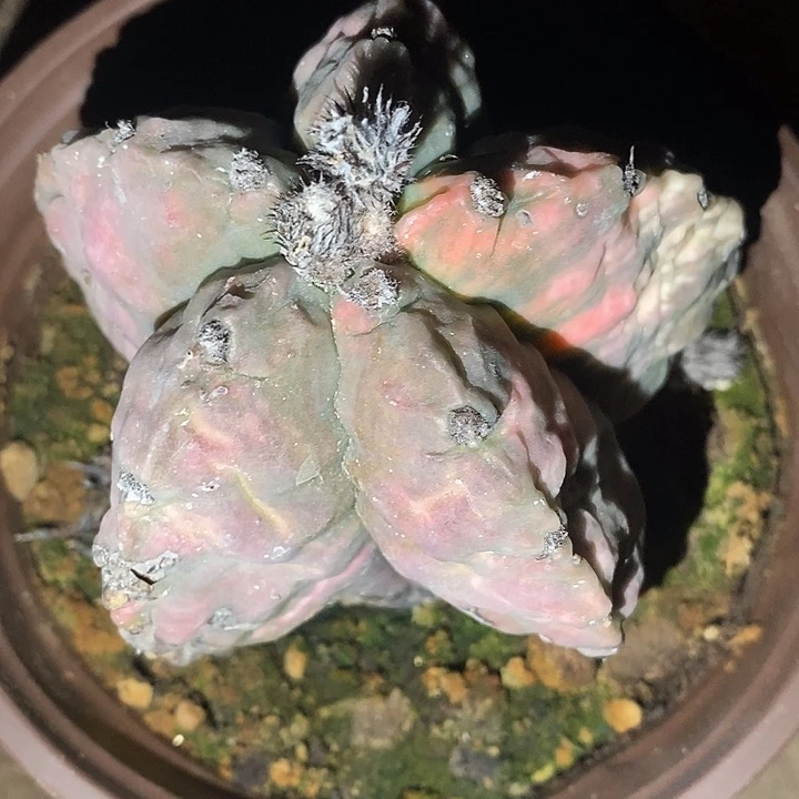 落地一根紫姬粉锦龟甲鸾