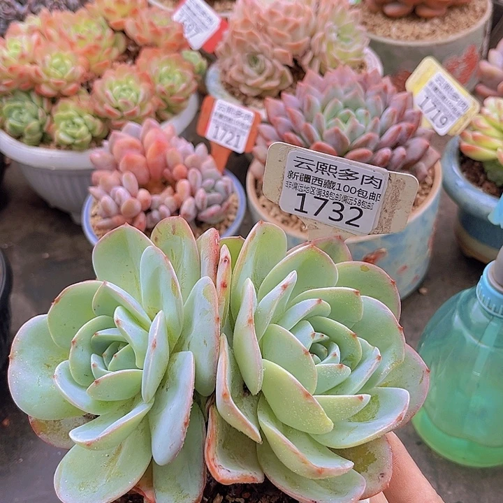1732布鲁兰。