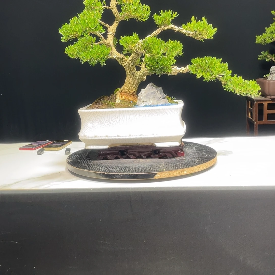 当前无花栽培后可以开花