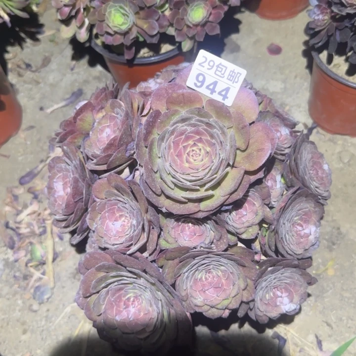 灰姑娘……多肉植物的