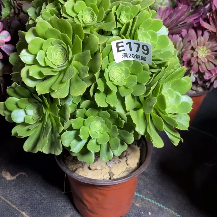 瑞妈一物一拍179