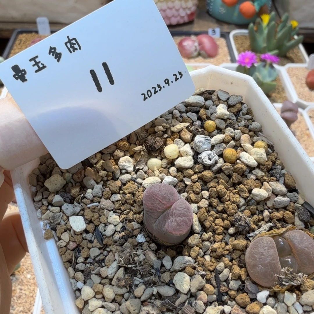 滴***嘭多肉多肉多肉9.25-011