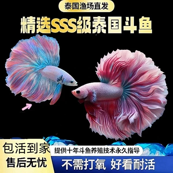 花花水族选号1-200泰国斗鱼网红婚纱鱼