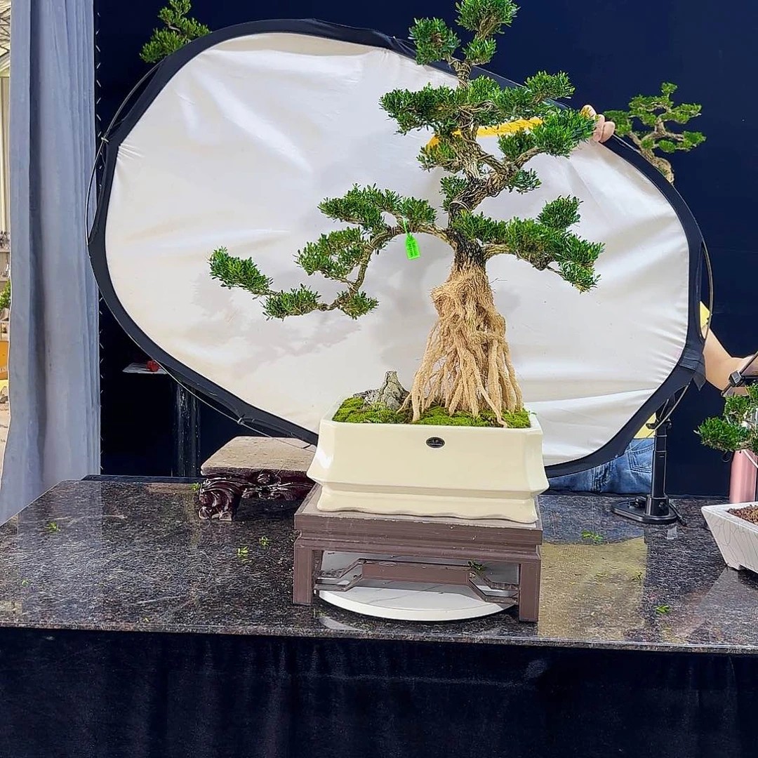 无花朵奔**熊高端黄杨盆景艺术