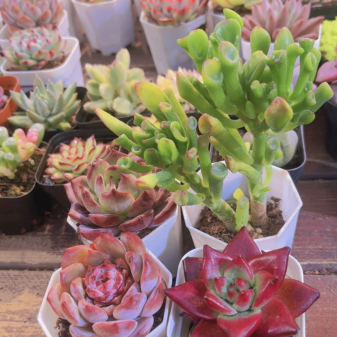 如图图4盆11111111111111