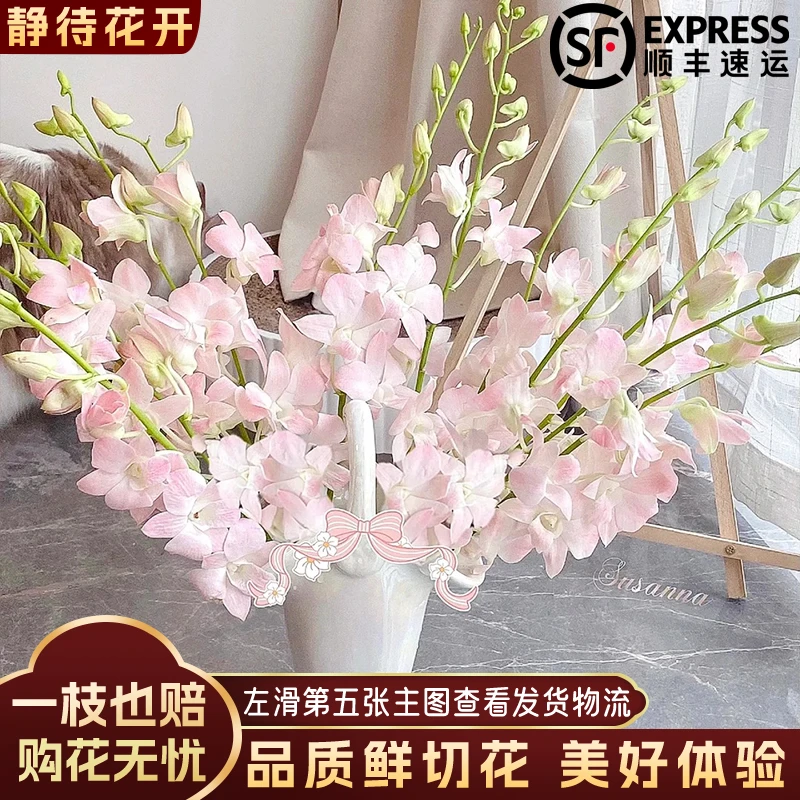 【静待花开】水粉色-进口A级洋兰 顺丰包邮冷链云南鲜花斗南高品质