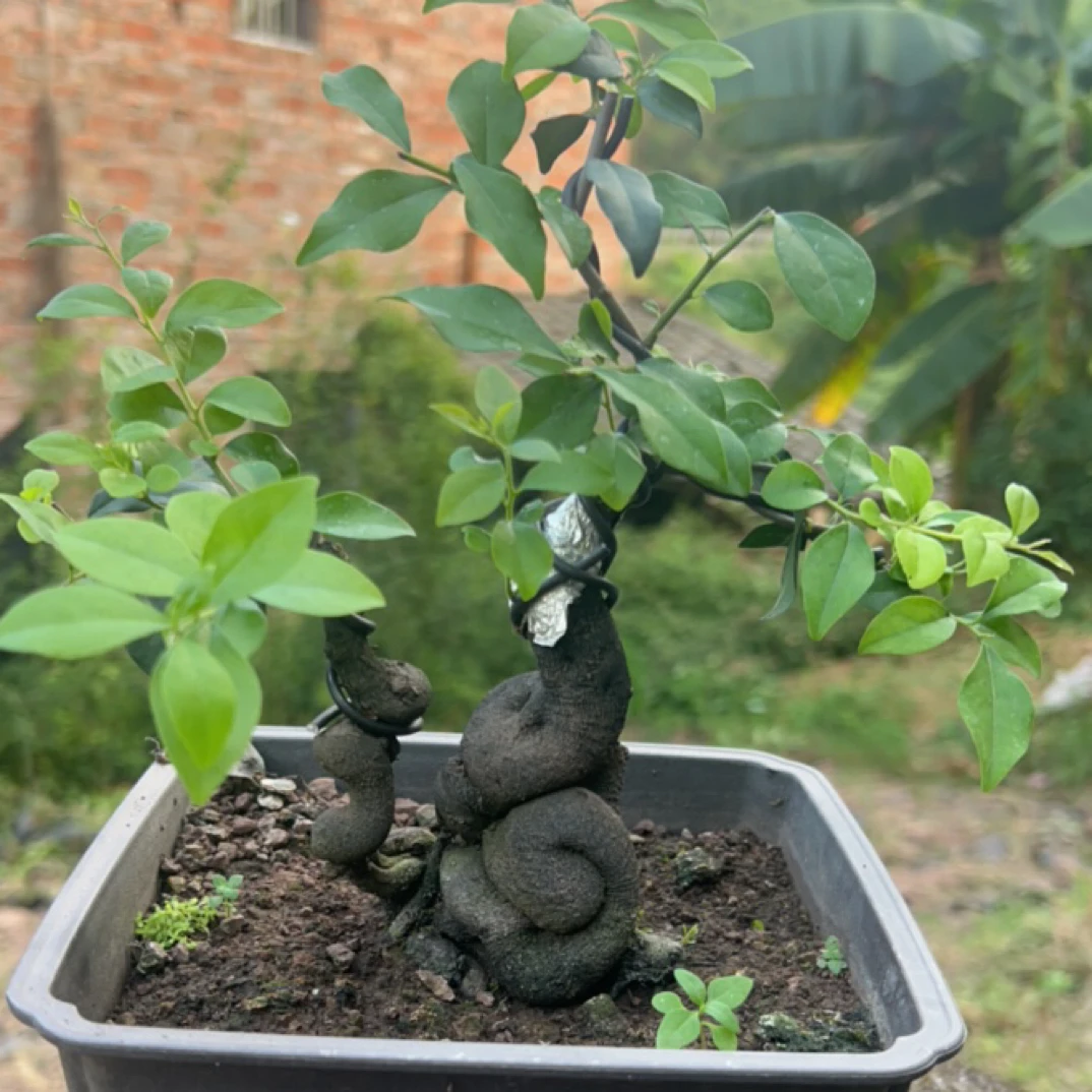 金弹子（老鸦柿）盆景素材根艺小品掌中宝血红果  直播一物一拍