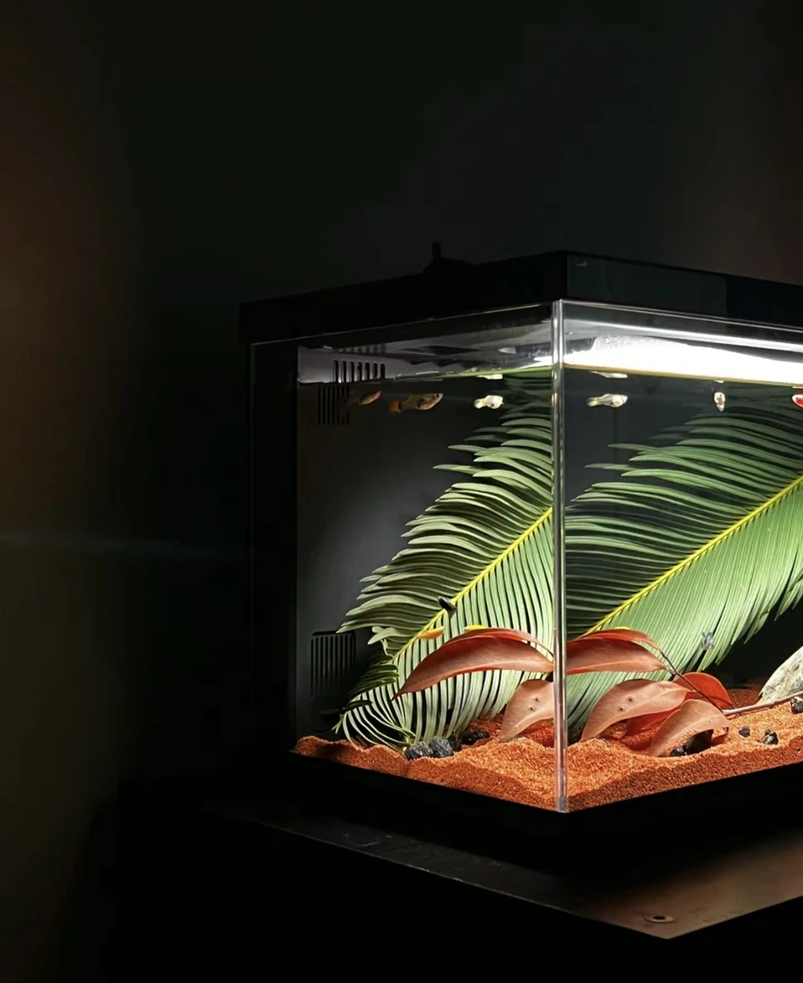 原生鱼观赏鱼（远地区）刘翠花原生鱼