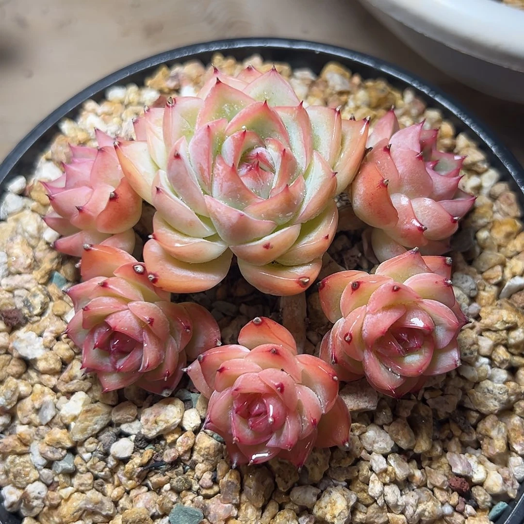8-09-77精控水晶玫瑰