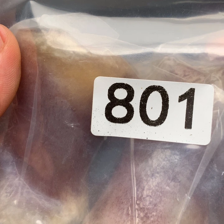 大果紫檀（缅甸花梨）