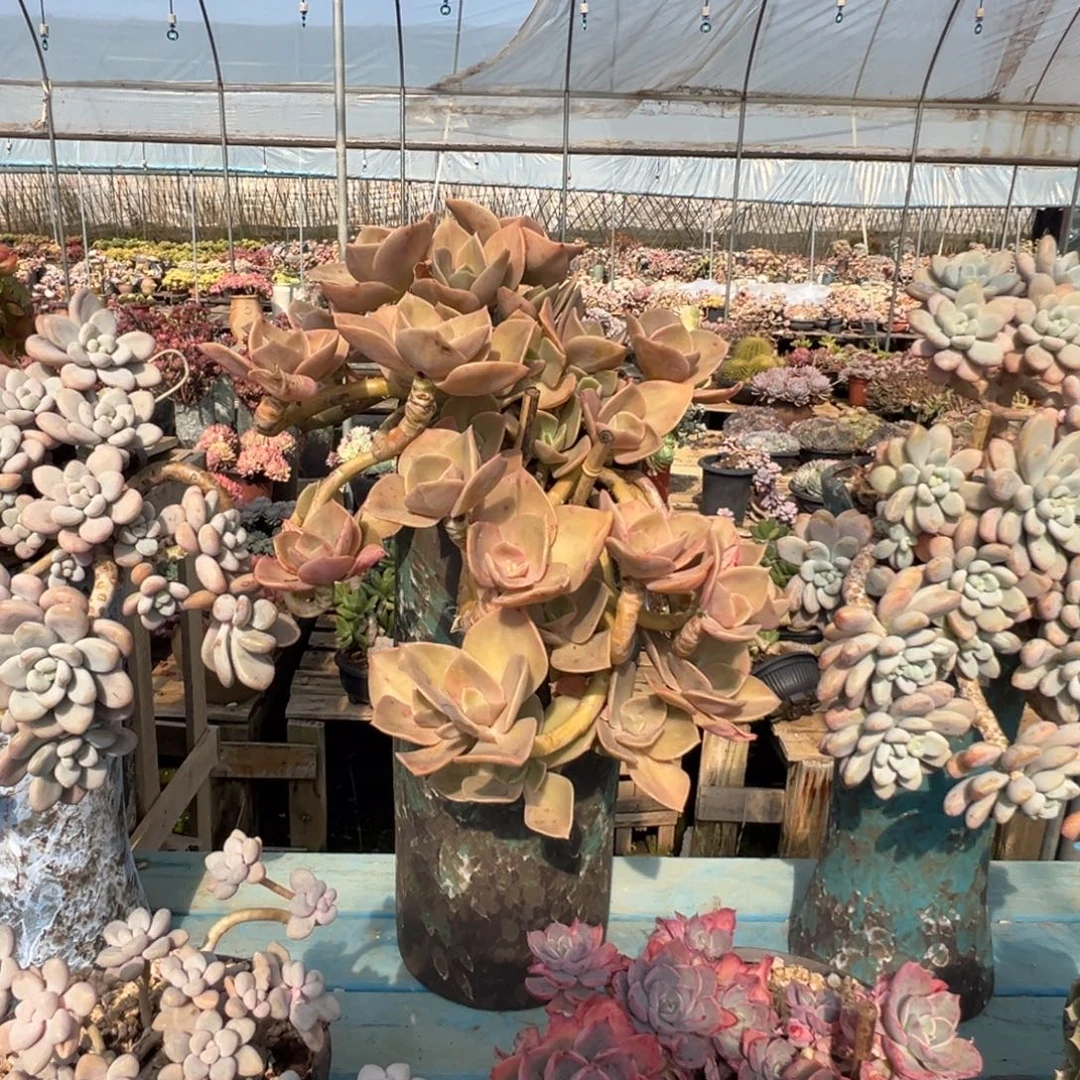 精品赫氏妖桩 裸肉