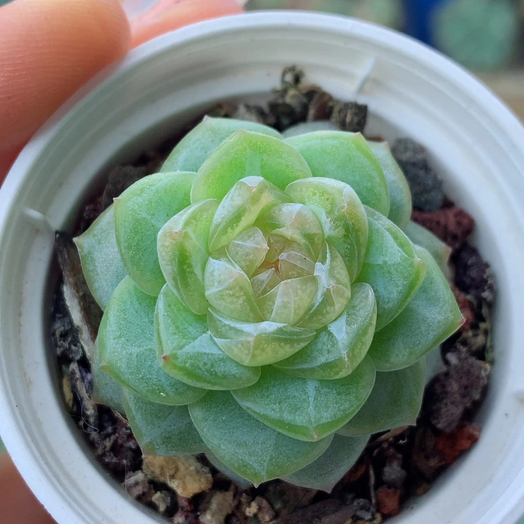 58包邮  群生不包整糖心29