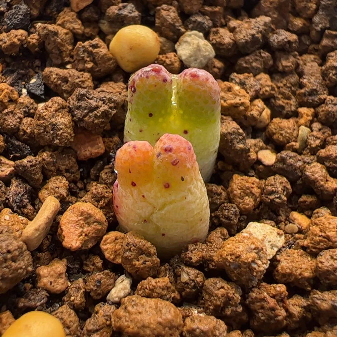 463多肉植物百科