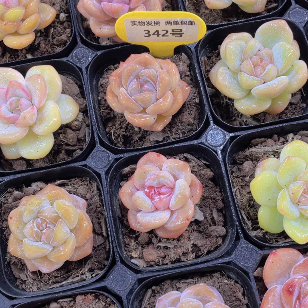 342号 糖心大白兔单头两个