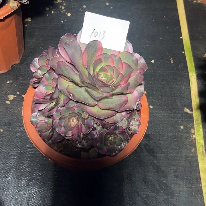 ****子魅锦锦多肉植物保护1013