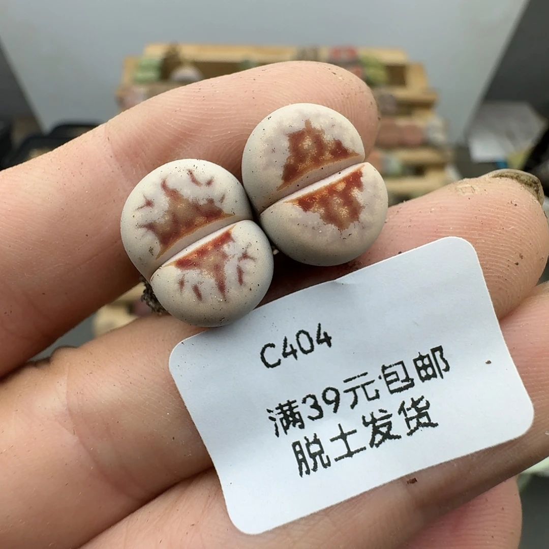 404多肉哈哈哈哈哈哈哈