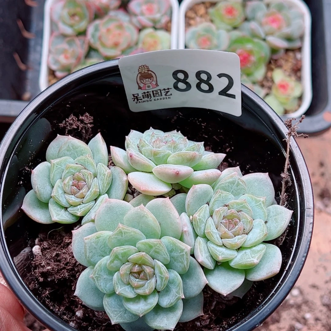 多肉植物多肉植物
