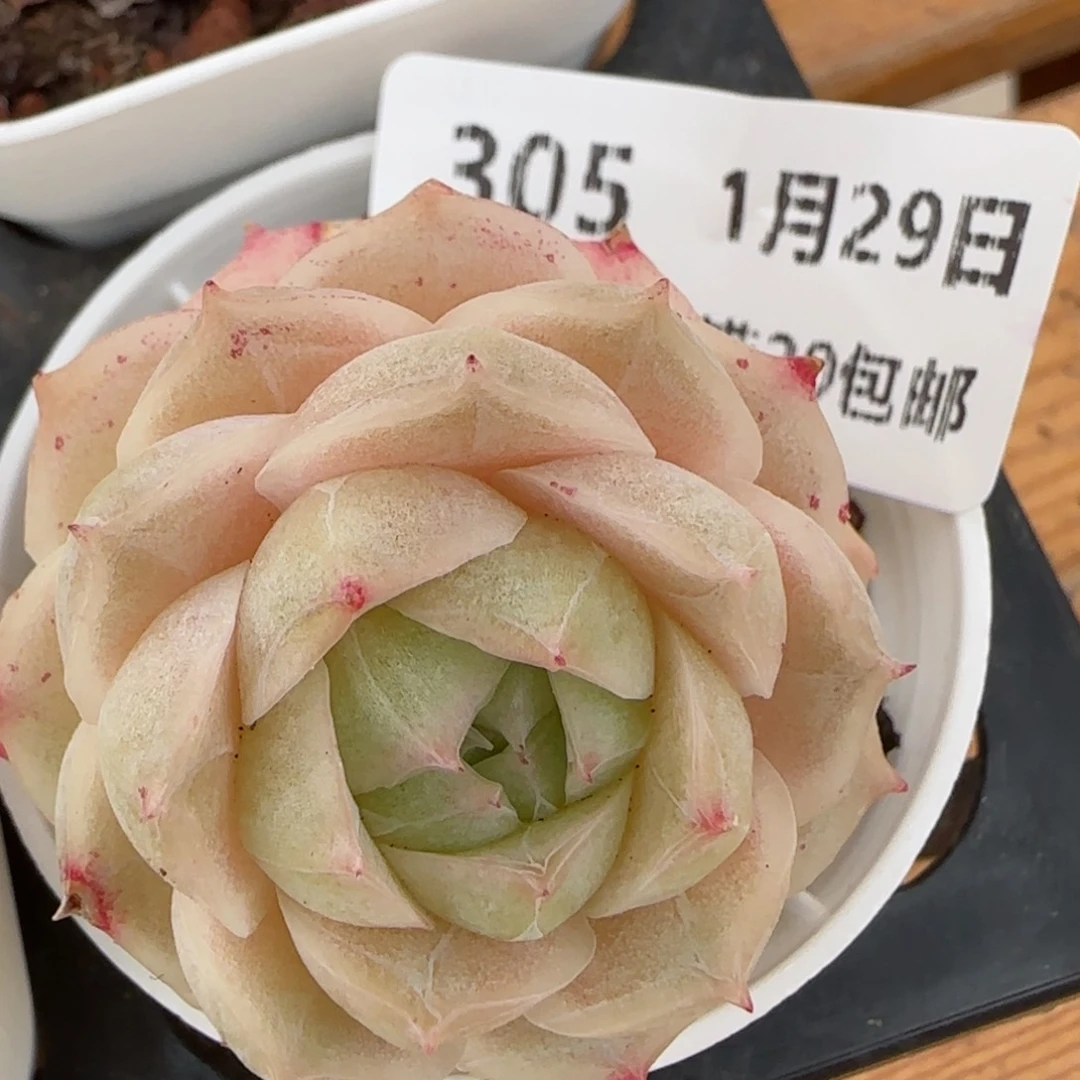 花语逸镜0129-305