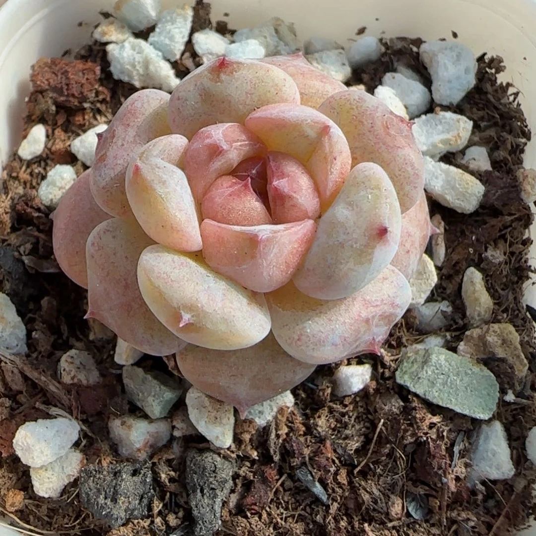 小卡拉米糖心一物一拍