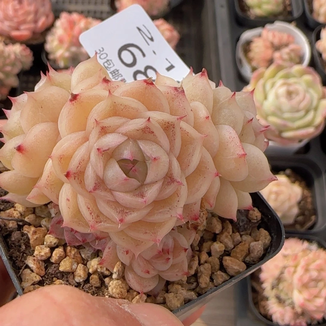 麦秆群一颗脱土发货